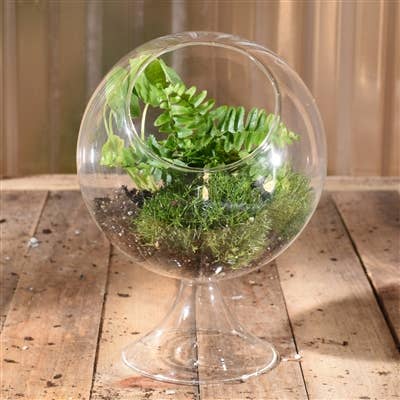 HomArt - Wholesale Terrarium - Sole Terrarium, Glass - Round, Lrg3