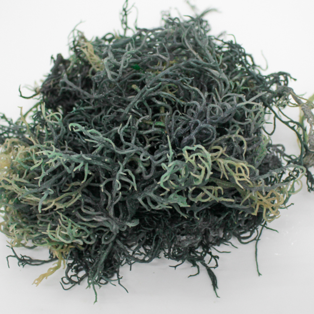 Atlantic Gold Sea Moss - Wholesale Oral Supplement/Vitamin - Green Sea Moss 2 oz| Lab-Tested | Sun-dried  |Wild-harvested1