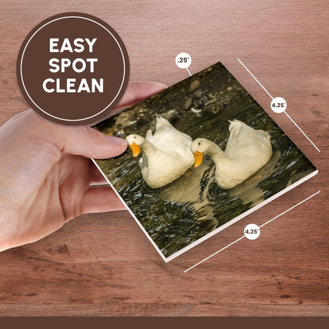 3dRose - Wholesale Coasters - 3dRose, Domestic free-range Pekin ducks swimming in a stream by their farm., Coaster6