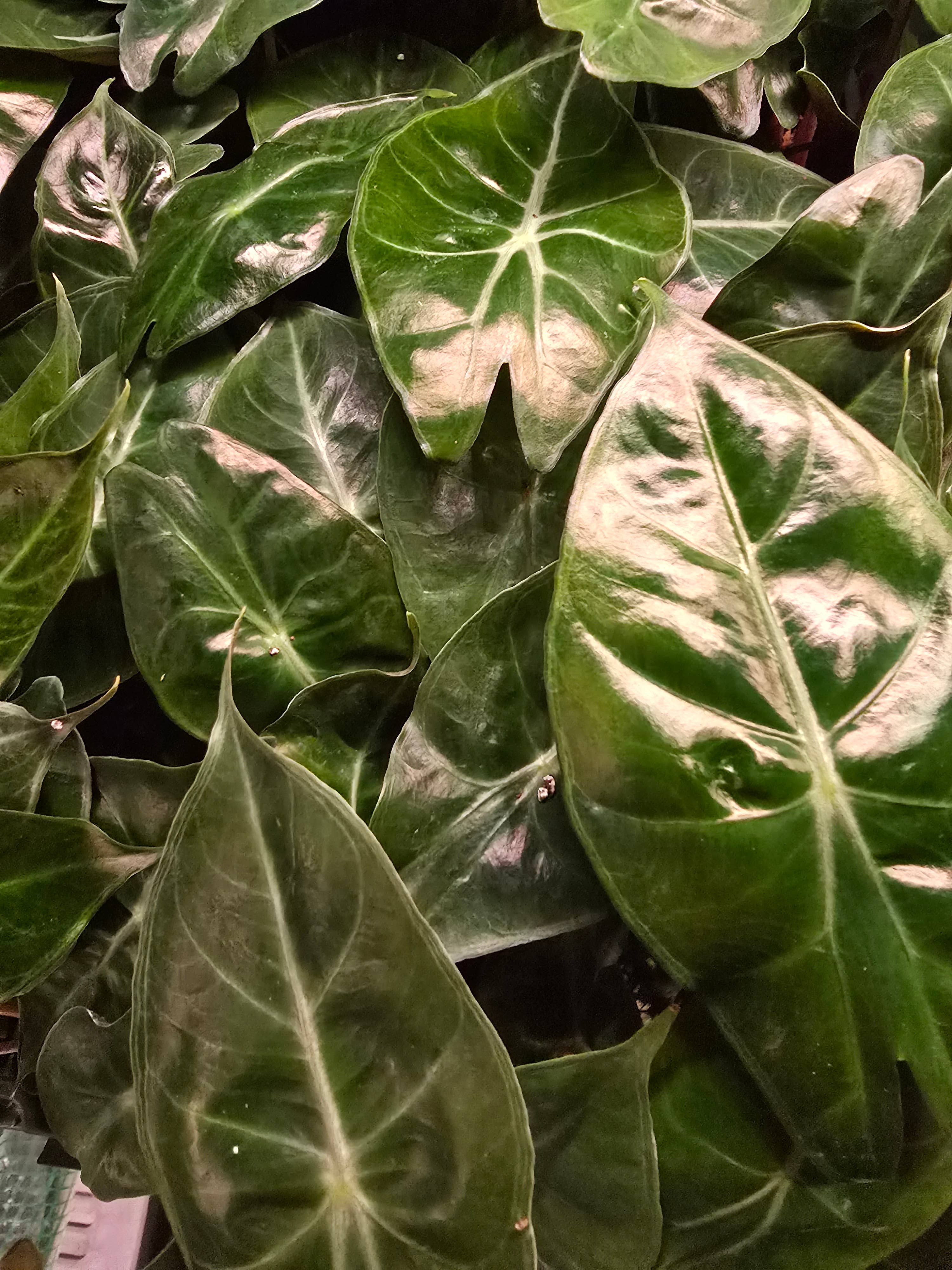 Dick's Sticks and Exotics - Wholesale Live Plant - Growers Choice Mega Mix. Unpotted. 6