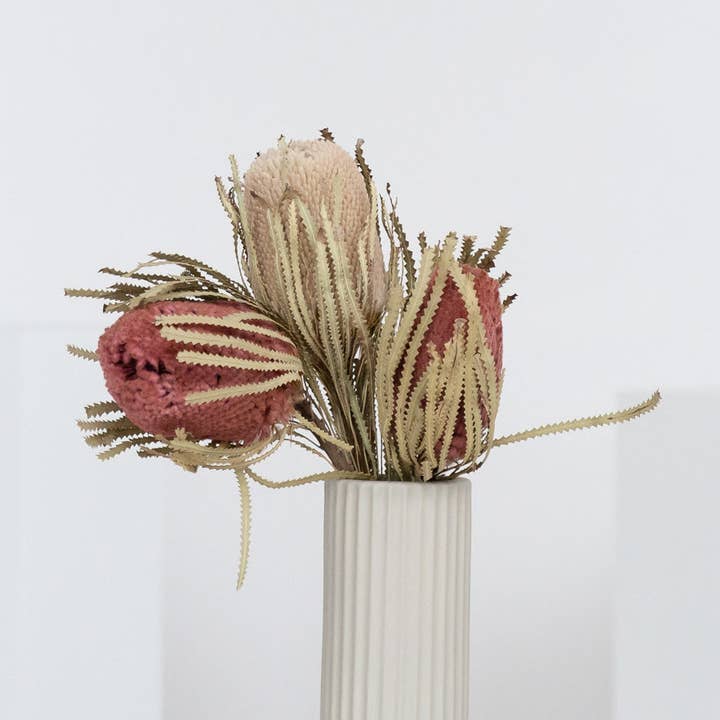 Banksia – Dried Flower (approx. 30cm) – Exotic Protea Bloom in Natural or Wine Red – Long-lasting & Maintenance-free Decorative Flower for Vases, Bouquets & Wedding Floristry for wholesale by Oasis of Life