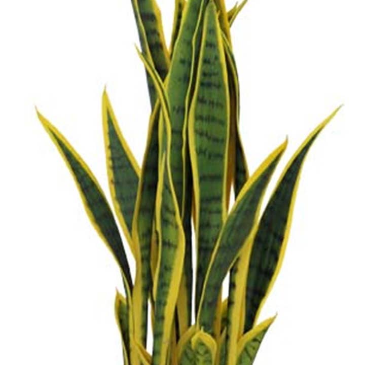 Leaf Design UK LTD - Wholesale Artificial plant - 70cm Artificial Sansevieria with pot1