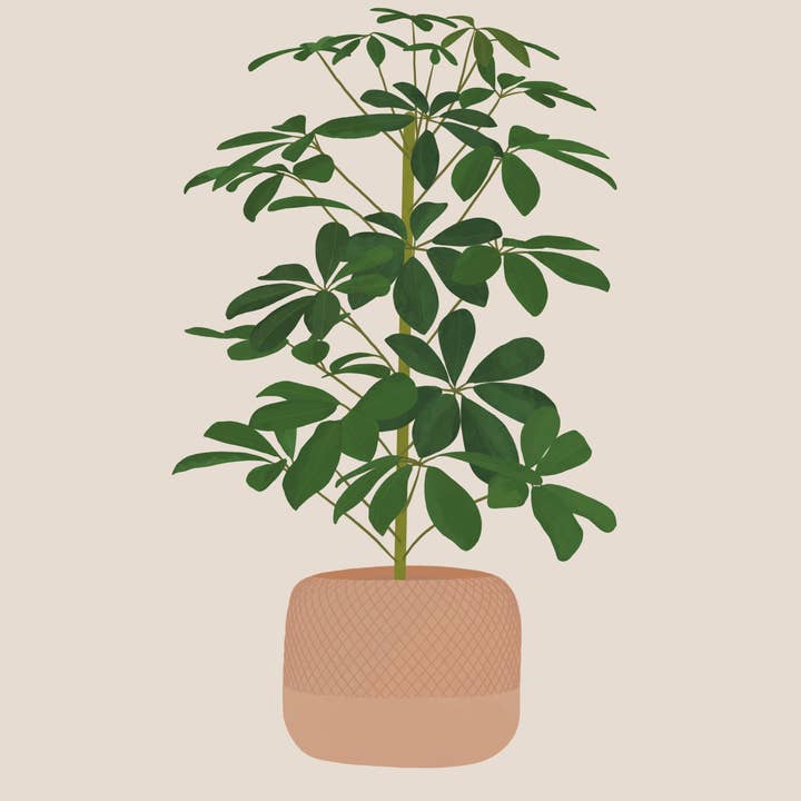 The Creative Toucan ltd - Wholesale Art Print - Schefflera Plant Print2