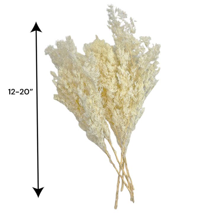 2626 Designs - Wholesale Dried/Pressed Flowers - Preserved Asparagus Fern,12-20" long