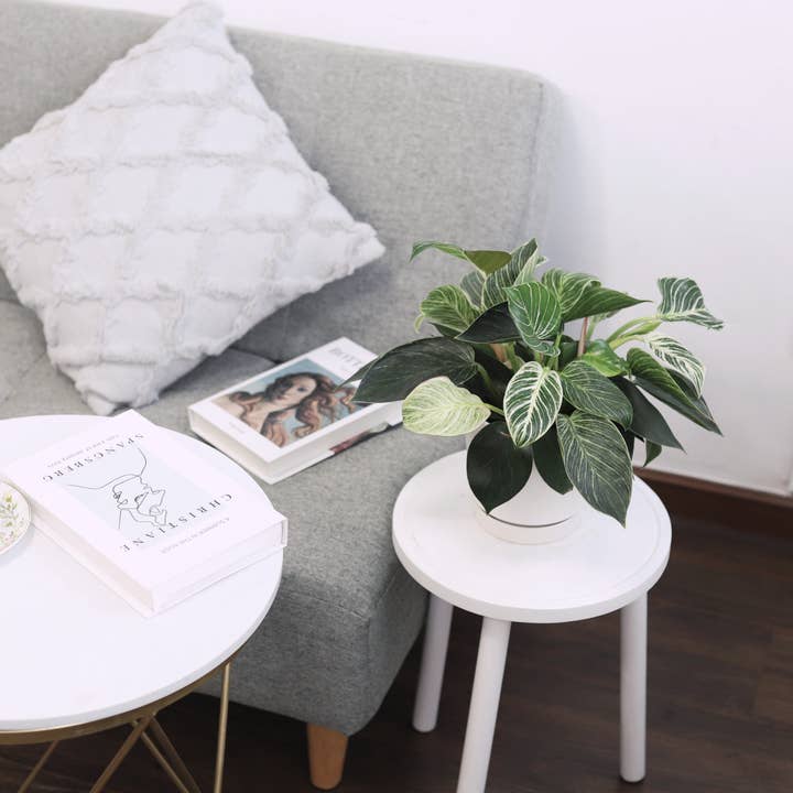 Best Plant Friend - Wholesale Live Plant - Philodendron Birkin - Live Houseplant - Indoor Plants 4/6in