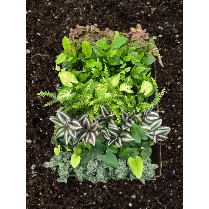 Central Florida Ferns & Foliage - Wholesale Live Plant - PIXIE Plant Assortment Live Plant 2.5 in1