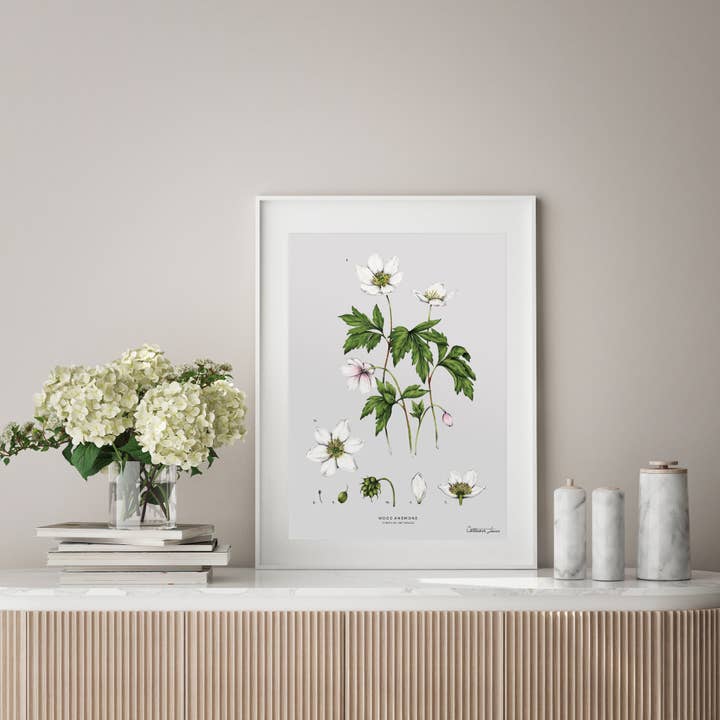 Anêmona de madeira - impressão de arte botânica por atacado de Catherine Lewis Design
