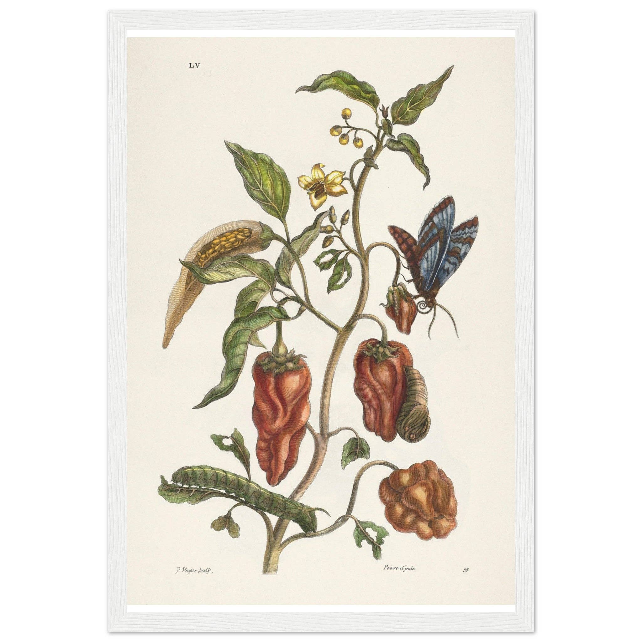 Maison de Paloma - Wholesale Art Print - Poivre d'Inde12