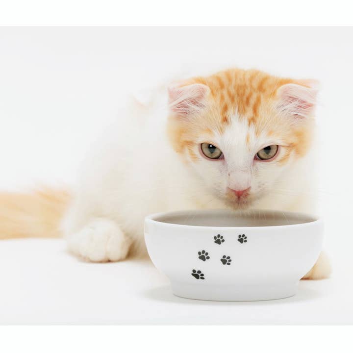 MOON-X USA, INC. - Wholesale Pet Bowl - Cat/Dog - Anti-Spill Cat Food Bowl (Cat)