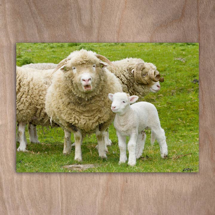 Carte postale Eye0134 Dorset Horn Flock pour la vente par eye-comm