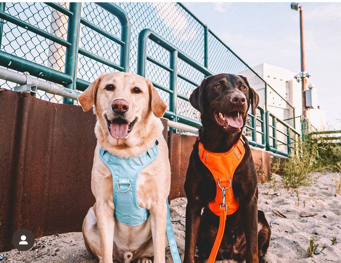 BAYDOG - Wholesale Pet Harness - Dog - Chesapeake Bay Dog Harness1