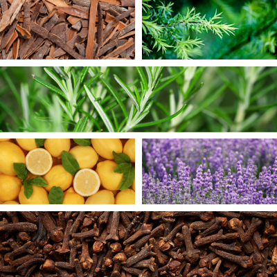 Temple of Life Oils & Perfumes – Engroshandel Æterisk olie – Æterisk olie | Ladrones | Beroligende | Aromaterapi3