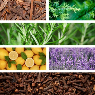 Temple of Life Oils & Perfumes – wholesale Essential oil – Essential Oil | Ladrones | Comforting | Aromatherapy3