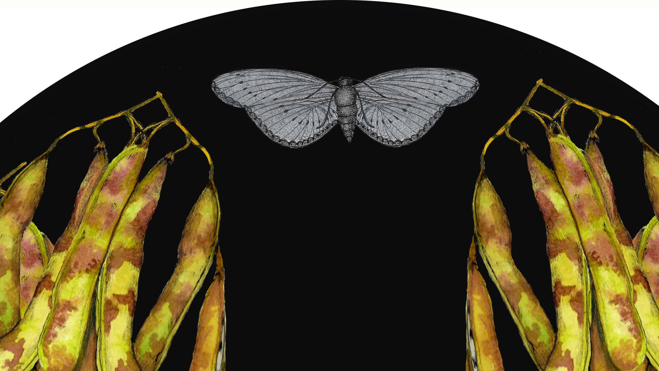 SENA CIFUENTES - Wholesale Wall Accent - ROUND ALIA 41