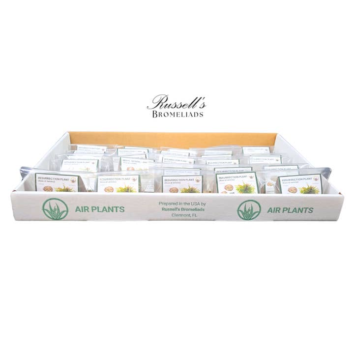 Russell's Bromeliads - Wholesale Live Plant - Resurrection Plant Set in Display Case - Full Pack5