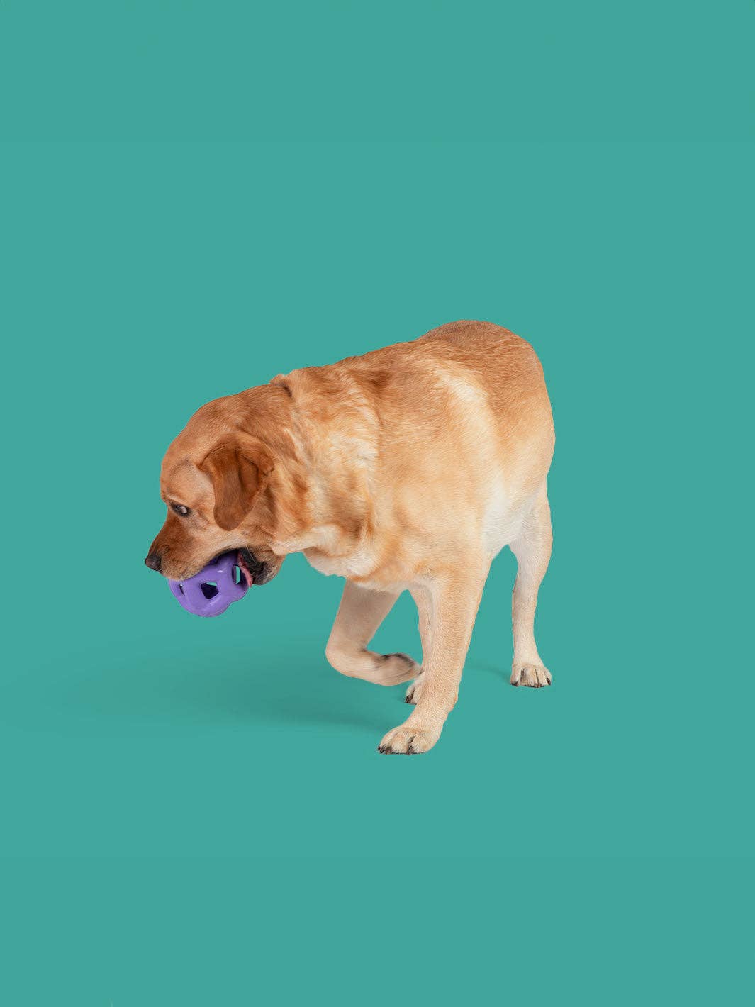 Yomp - Wholesale Pet Fetch Ball - Dog - Heli Ring MAX: All-Natural Rubber Chew Ball - Zany Bouncer1