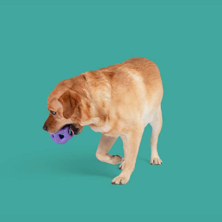 Yomp - Wholesale Pet Fetch Ball - Dog - Heli Ring MAX: All-Natural Rubber Chew Ball - Zany Bouncer1