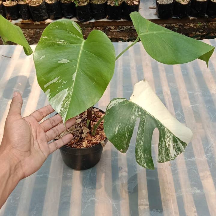 Monstera deliciosa "Albo" variegated SM-MD 2-3 leaves | Rare Houseplant for wholesale by OrchidBox