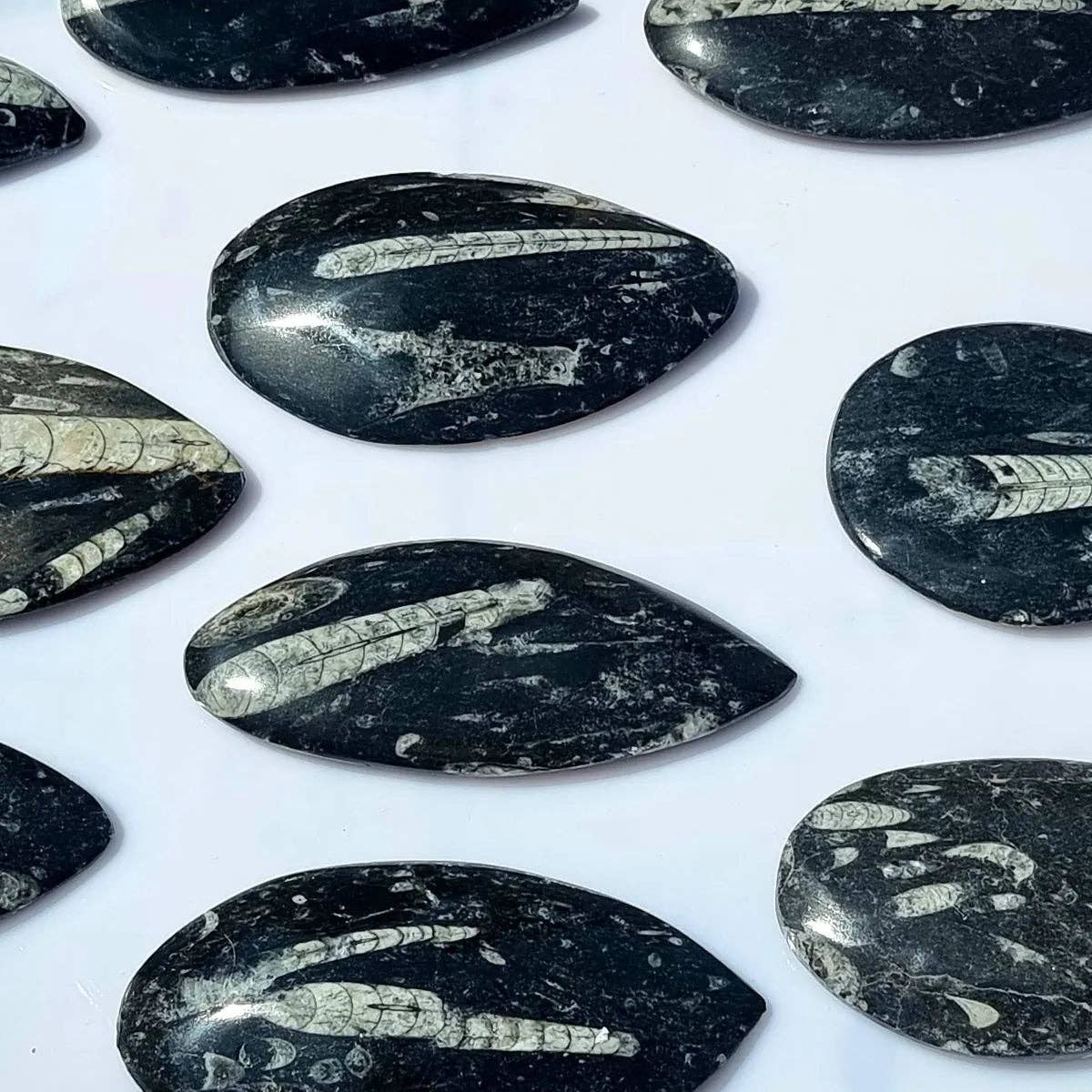 Distinction Crystals - Wholesale Spiritual Stone/Crystal - Orthoceras Fossil Decorative Stone0