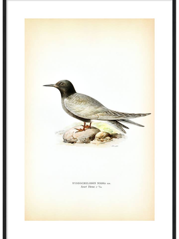 Svarttärna för wholesale av Svenska Fåglar