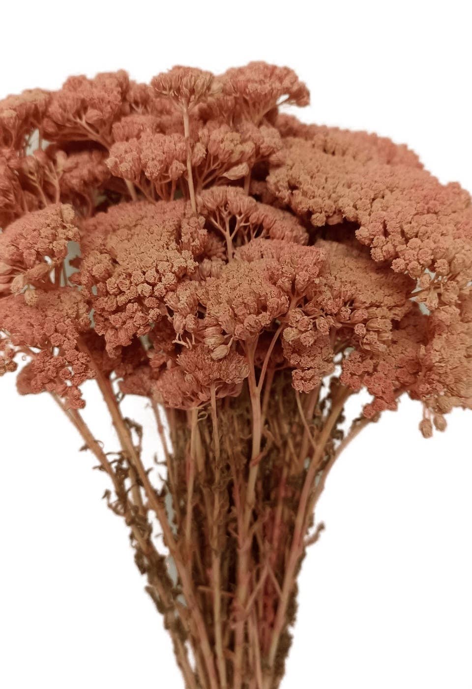 Concari.flores Preservadas – Engroshandel Tørrede/pressede blomster – Bevarret lille achillea4