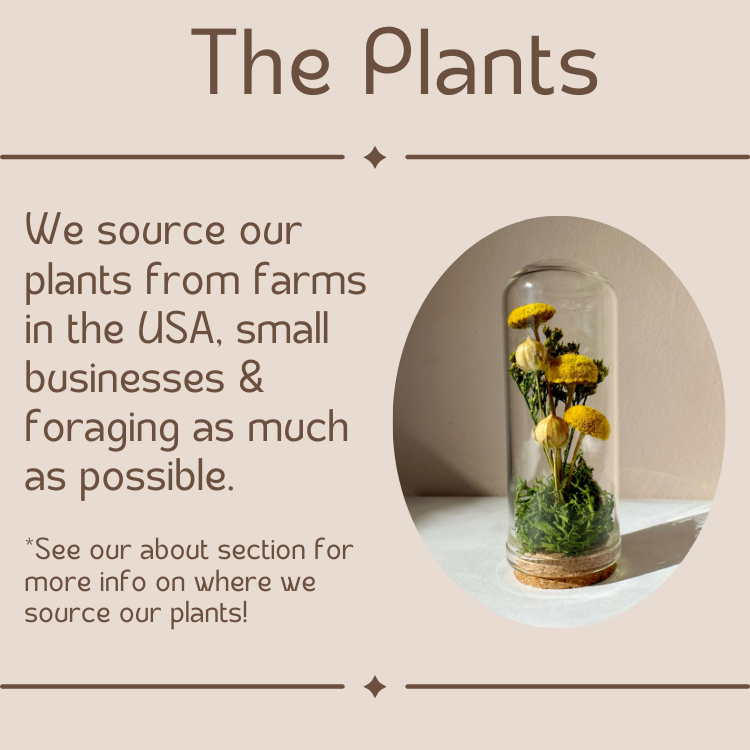 CA Studios - Wholesale Terrarium - Valentine Mix Mini Terrarium Floral Cloche Apothecary Jar7