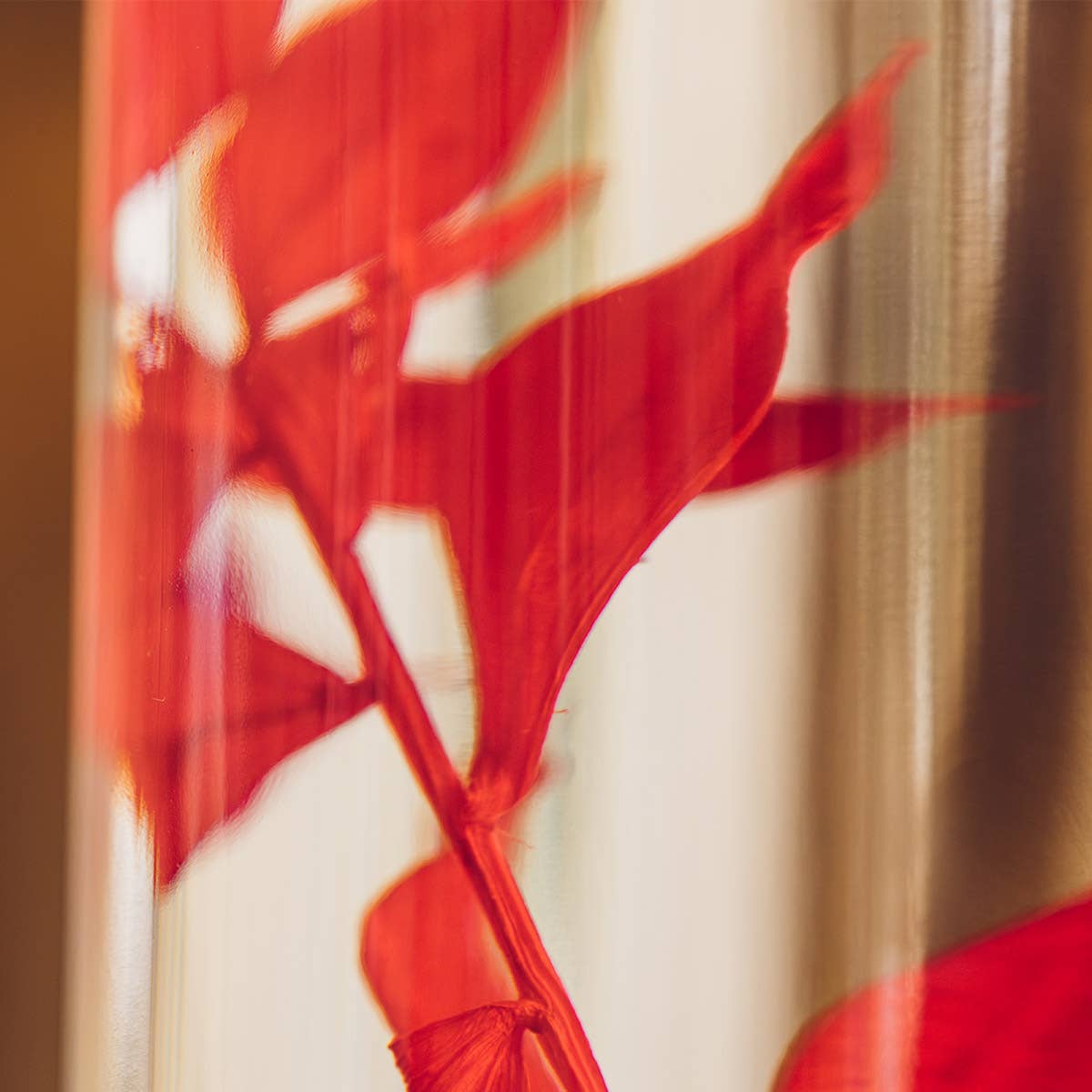 Theophile Berthon - Wholesale Live Plant - Red Ruscus Herbarium submerged plant8