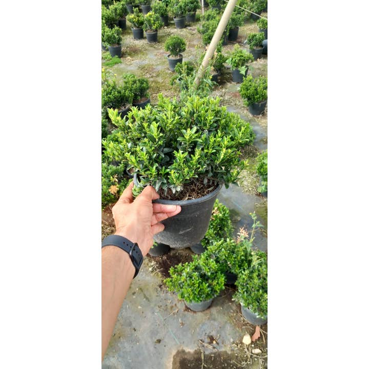 Euonymus Mycrophilla Aurea por atacado de VIVERCID