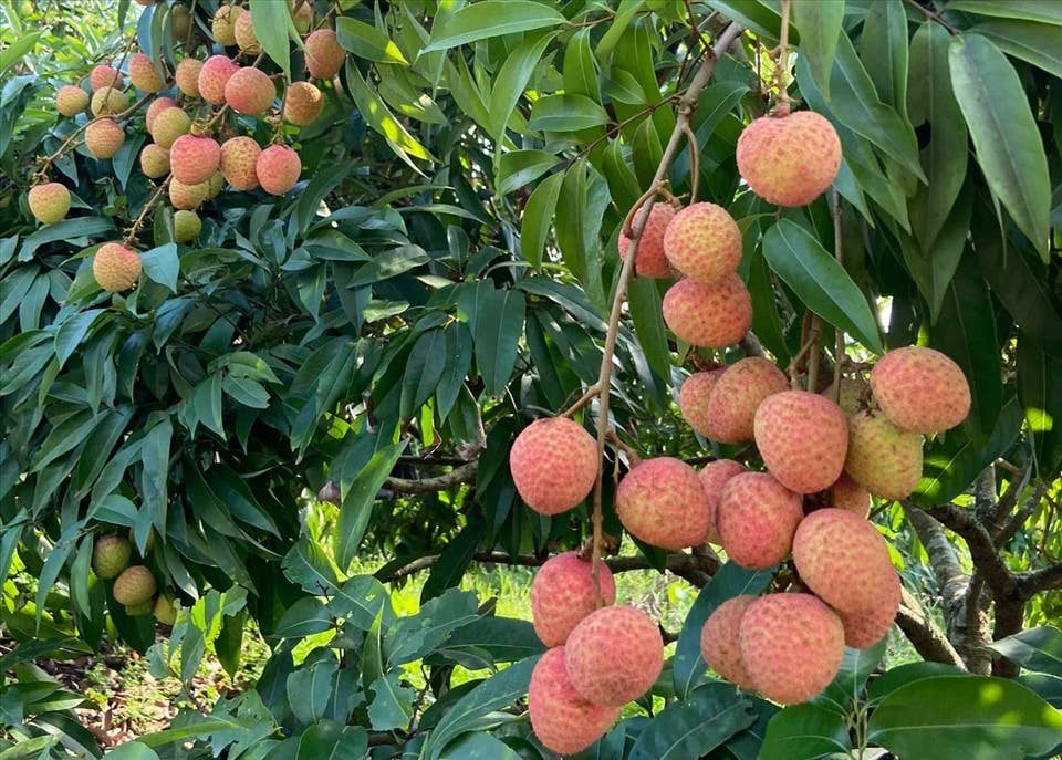 OhFresh Brands - Wholesale Fruit Juice - OhFresh Juice Lychee 500 ml (12pk)6