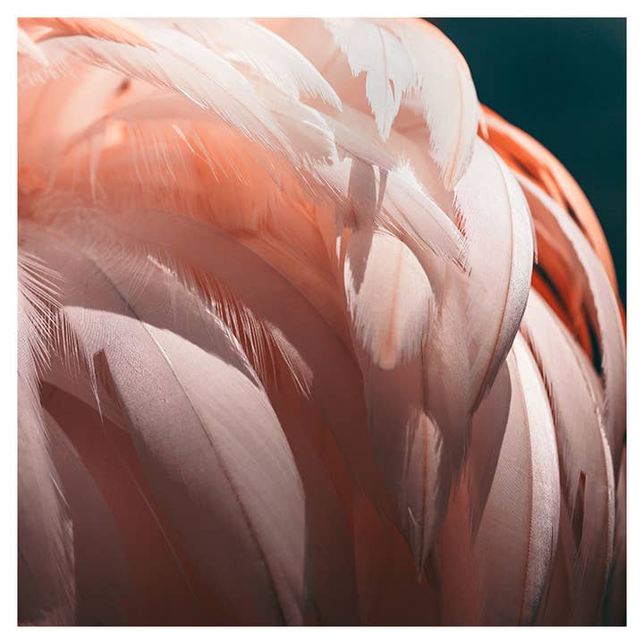 Flamingo # 3 Fine Art Print for wholesale by Alicia Bock Print Shop