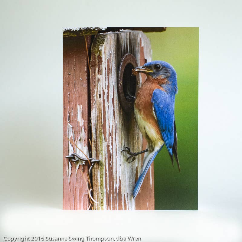 Wren - Wholesale Everyday Greeting Card - Bluebird (Blank inside) Greeting Card2