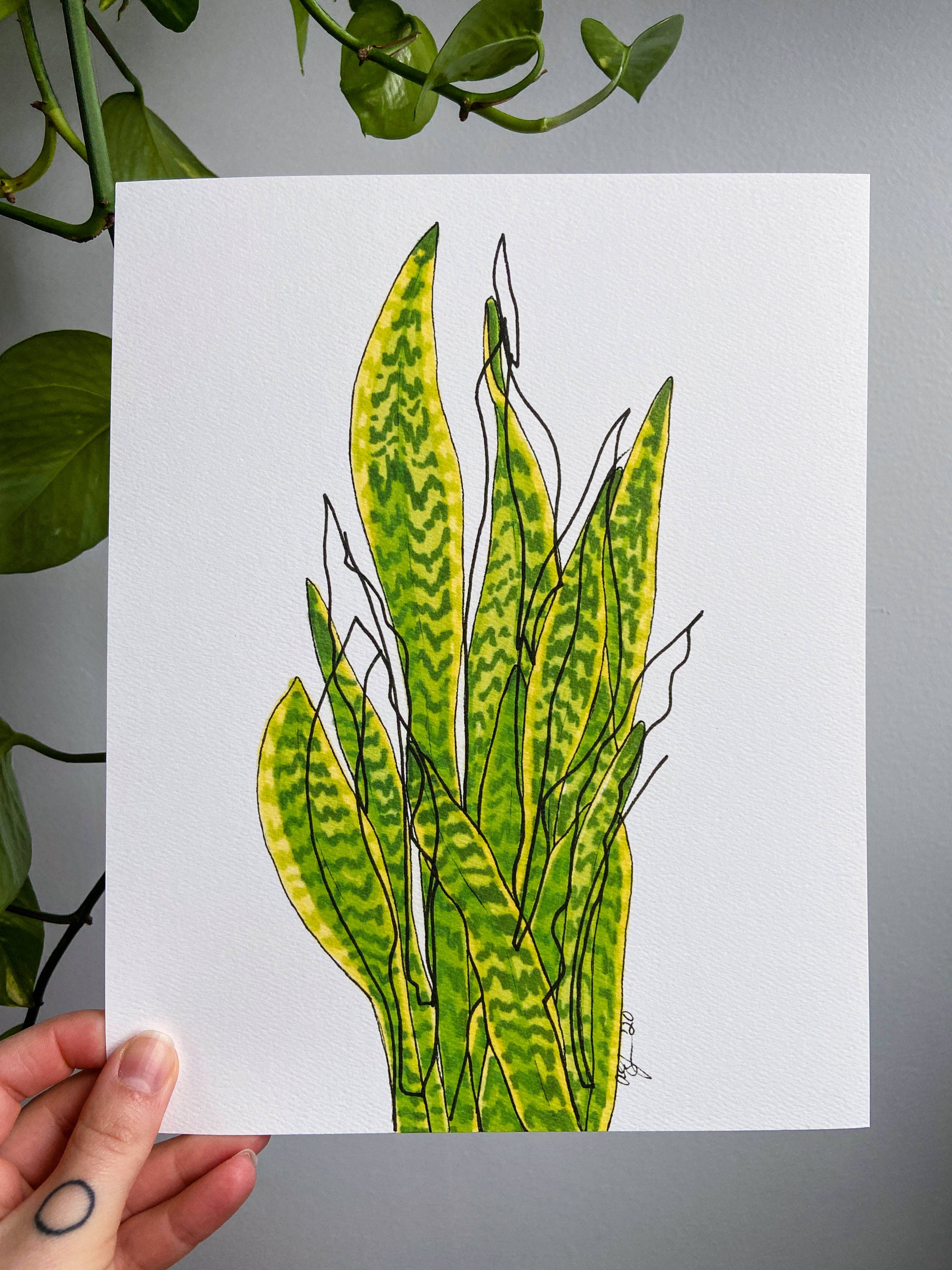 AEJ.CREATE - Wholesale Art Print - Archival Houseplant Art Print - Snake Plant4