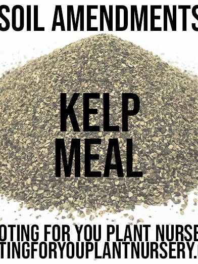 Kelp Meal Soil Amendment Resealable Bags Organic for wholesale by Rooting For You Plant Nursery