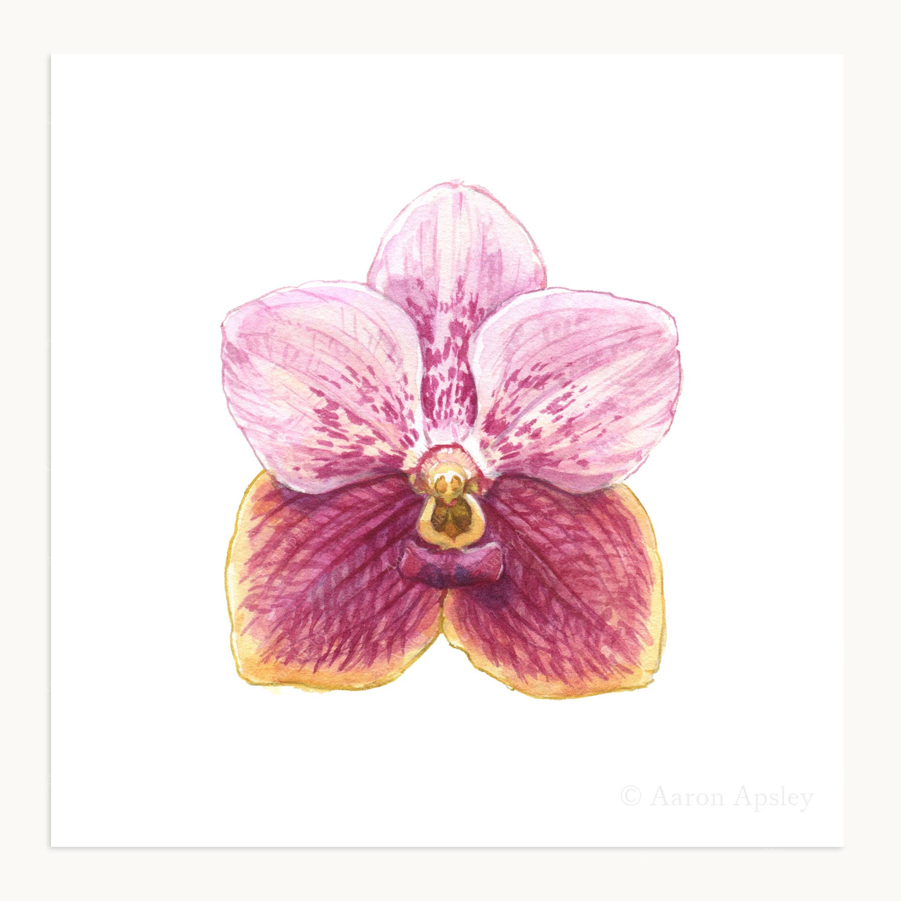 Aaron Apsley Artwork - Wholesale Art Print - Orchid Flower Print - 8"x8"0