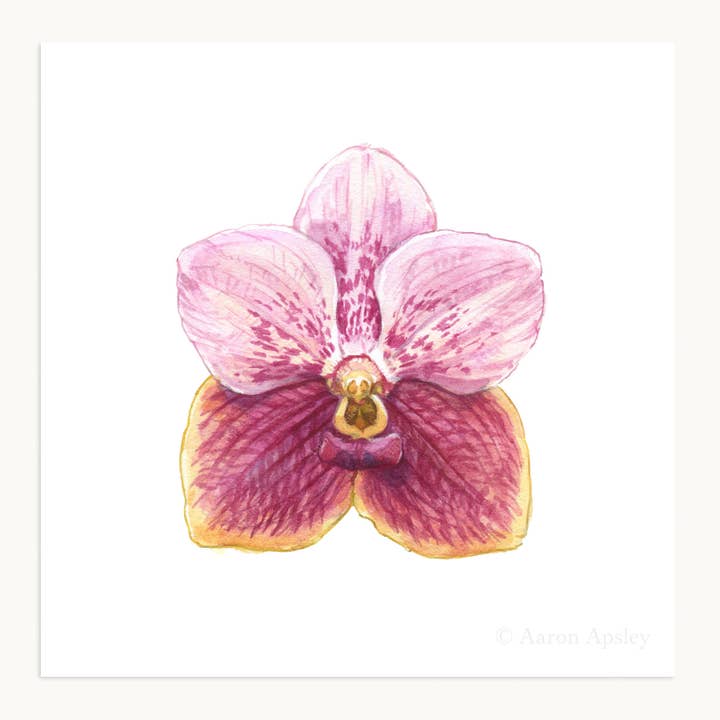 Aaron Apsley Artwork - Wholesale Art Print - Orchid Flower Print - 8"x8"