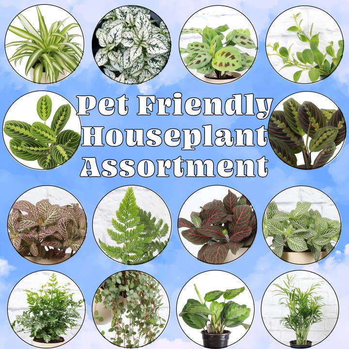 Pet Friendly Houseplant Assortment - 4" Live Plants and other Purchase Wholesale live pawsitive. Free Returns & Net 60 Terms on Faire trending on Faire.