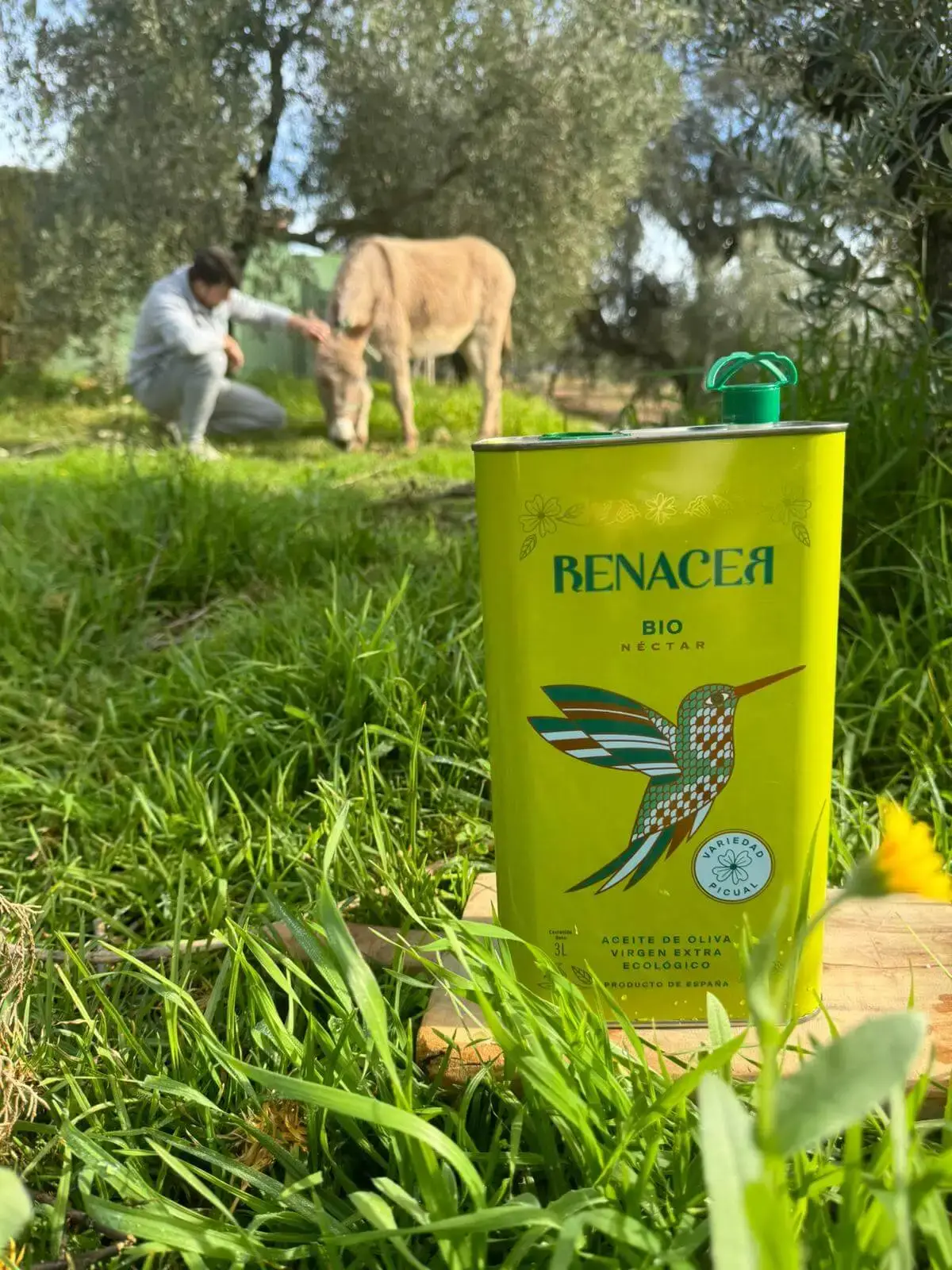 ACEITES RENACER - Wholesale Olive Oil - Organic Extra Virgin Olive Oil Can 3 Liters4