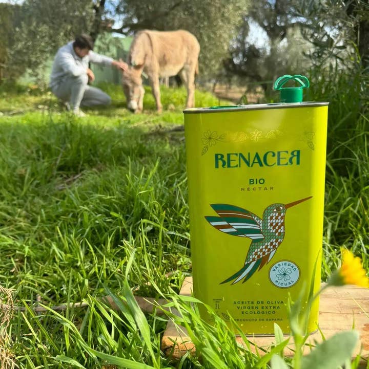 ACEITES RENACER – Engroshandel Olivenolie – Økologisk extra jomfru olivenolie i 3-liters dåse4