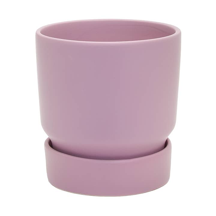 Small Stockholm Mallow for wholesale by Potted