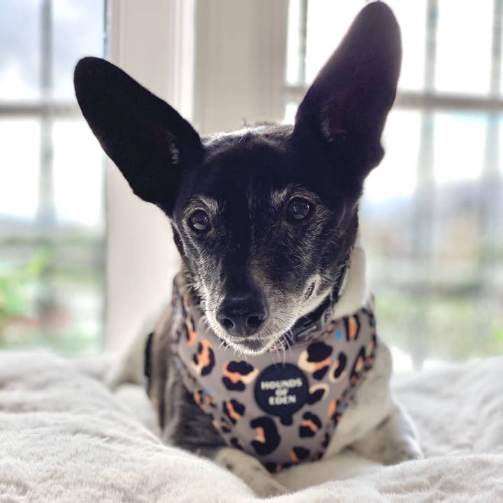 Hounds of Eden – Arnês – Cão por atacado – Steel Leopard - Arnês para cães cáqui/cinza7