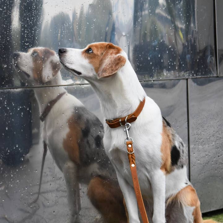 Collare in pelle color burro - Sahara Cognac per la vendita all'ingrosso da parte di Molly and Stitch