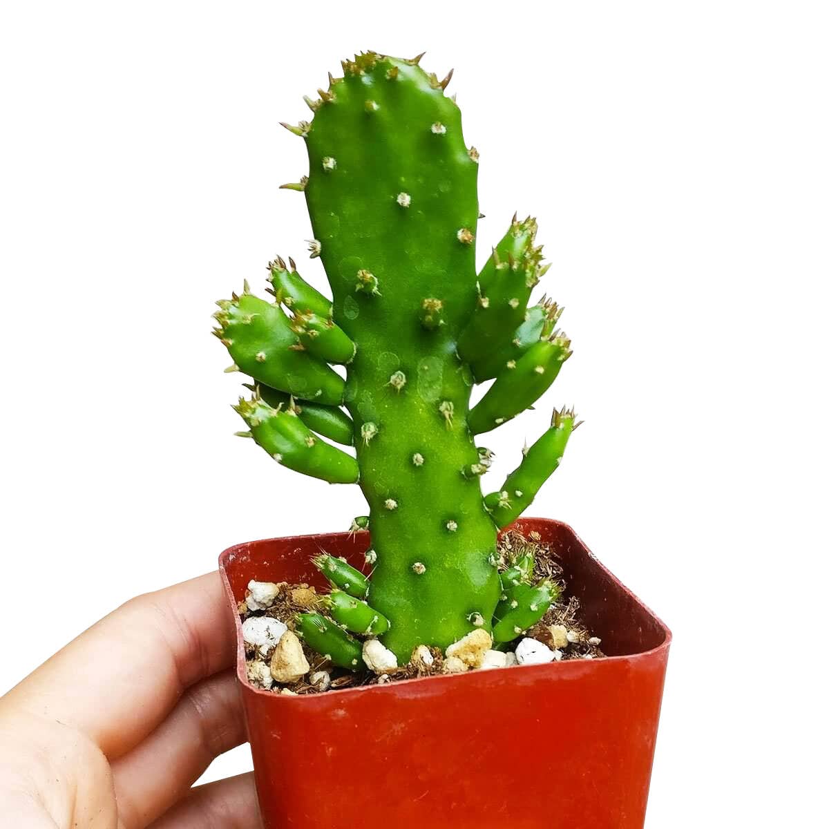 Best Plant Friend - Wholesale Live Plant - Cactus Wedding and Party Favors Tray - 64 Live Bulk Cacti9