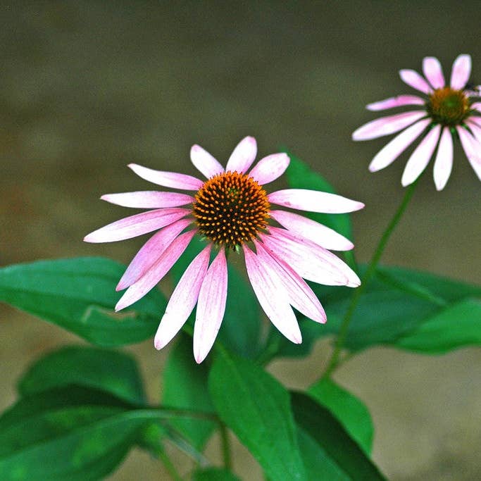 Coneflower for wholesale by Ann Woodall Studios