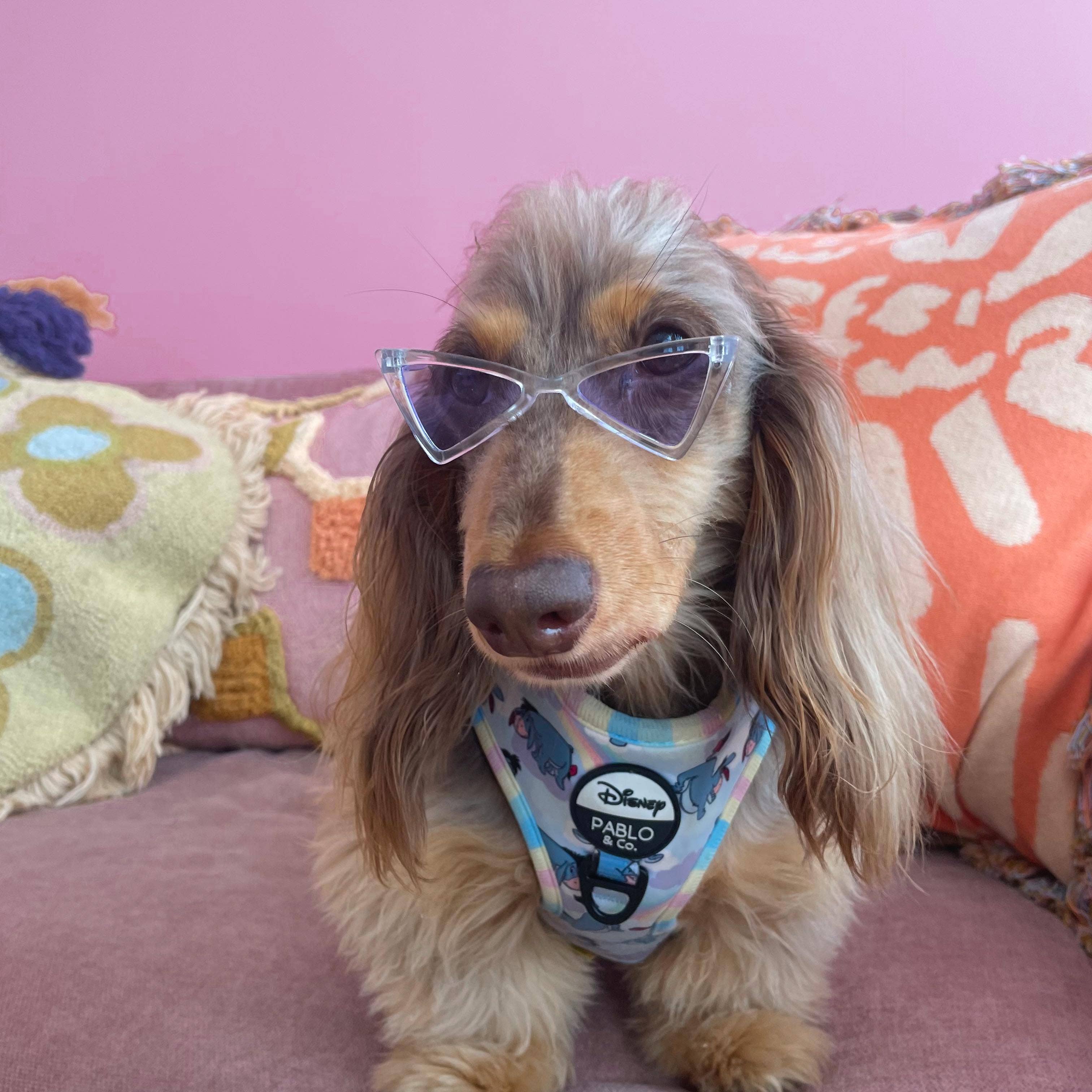 Pablo & Co. Boutique – Großhandel Kostüm für Haustiere – Hund – Hunde-Sonnenbrille für Haustiere0