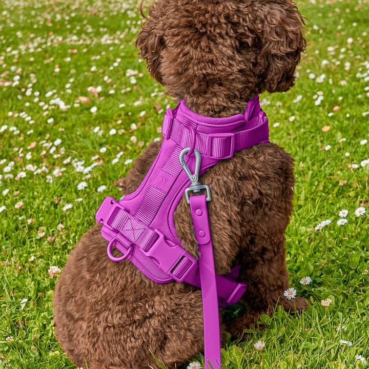 Wild One - Wholesale Pet Harness - Dog - Harness56