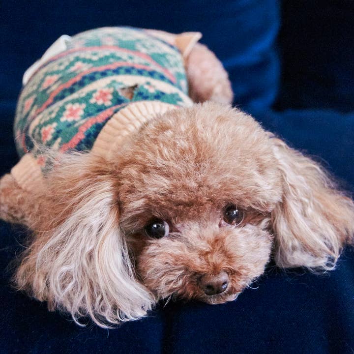 Nooee pet - Wholesale Pet Sweater - Dog - Nooee Pet X Demy Lee Wool Jacquard Sweater