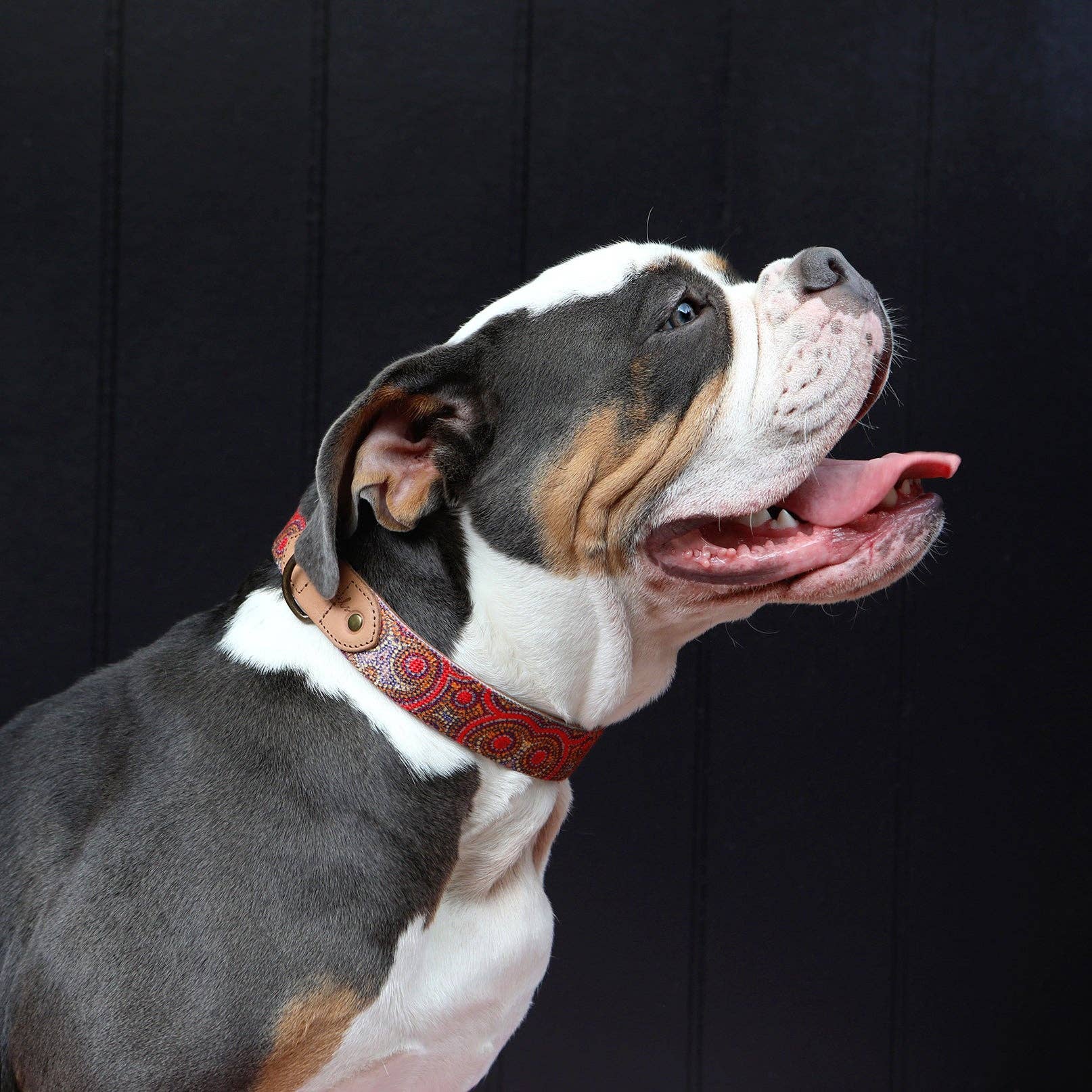 Outback Tails – wholesale Pet collar – Dog – Leather Dog Collar - Snake Dreaming3