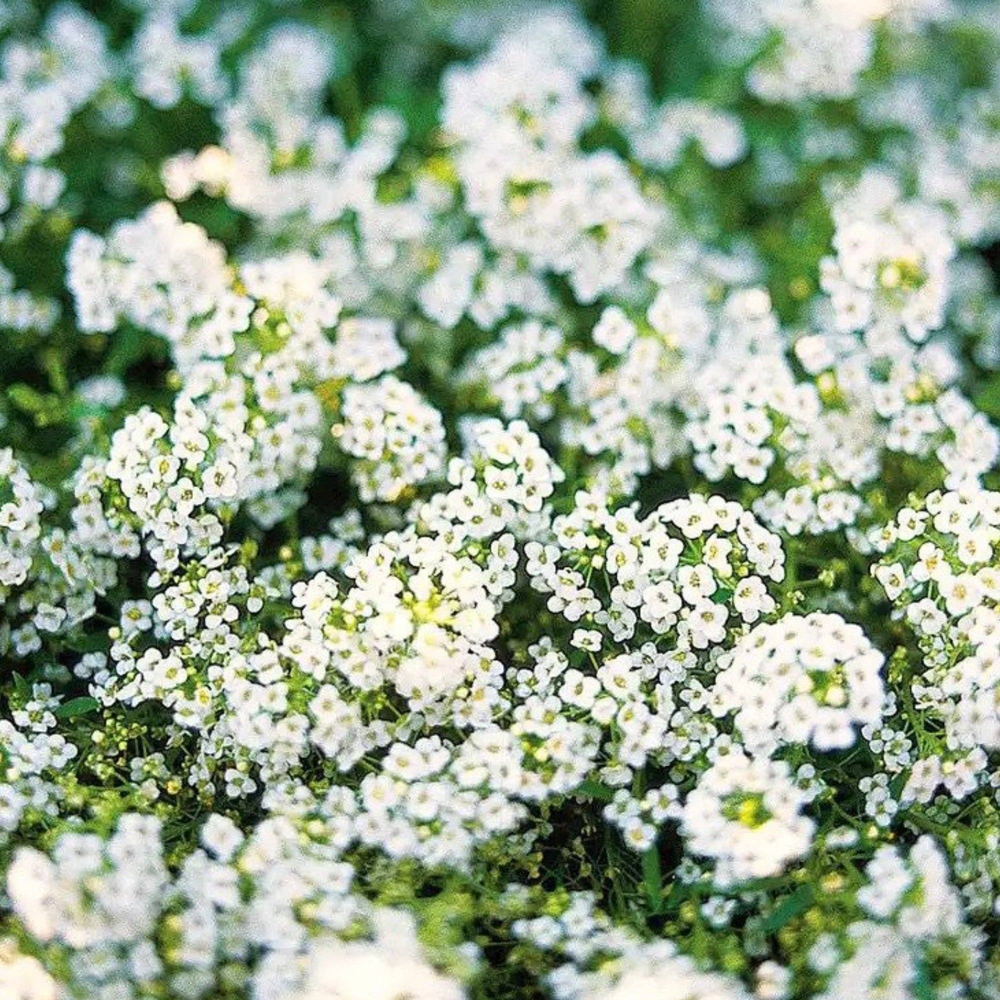 Pop's Birding - Wholesale Zaadjes voor platten - Mix van wilde bloemenzaden voor kolibries en vlinderbestuivers11