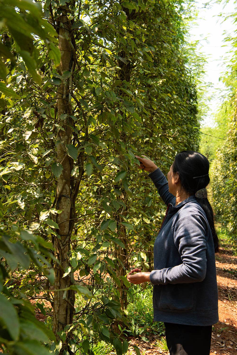 Vân Vân - Wholesale Pepper/Peppercorns - Bazan Pepper - Single-Origin Vietnamese Black Peppercorns7