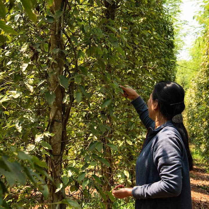 Vân Vân - Wholesale Pepper/Peppercorns - Bazan Pepper - Single-Origin Vietnamese Black Peppercorns7